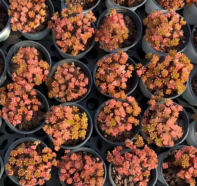 Aeonium Sedifolium Variegata succulent plants in small pots, coral-pink rosettes