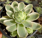 Aeonium succulent in pot, pale green layered rosette with pointed leaves