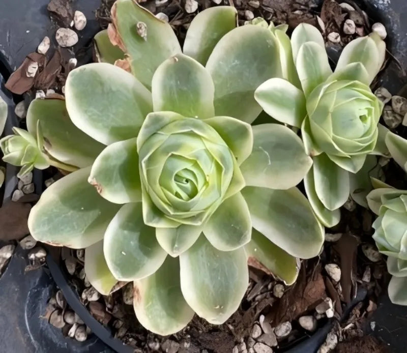 Aeonium succulent pot, pale green rosettes with thick pointed leaves on soil