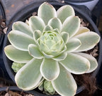 Aeonium succulent in pot, central pale green rosette with oval pointed leaves