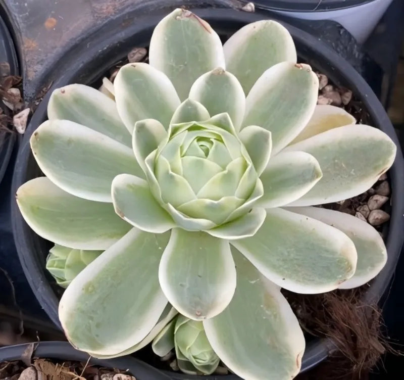 Aeonium succulent in pot, central pale green rosette with oval pointed leaves