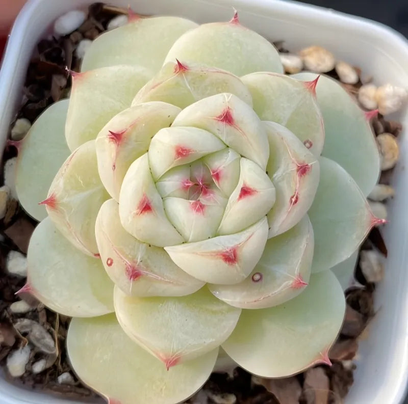 Pale green succulent rosette in white 2-inch pot with red-tipped petals