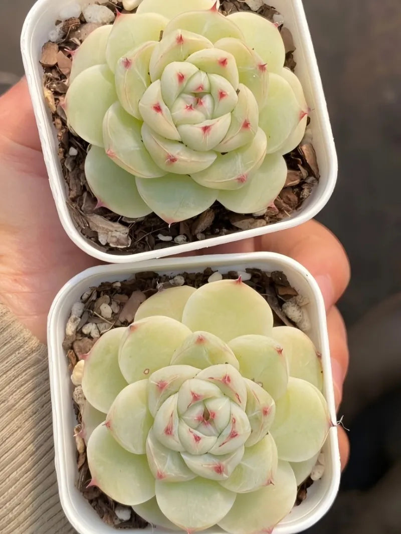 Two pale green succulent rosettes in white 2-inch pots, held in hand