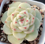 Pale green succulent rosette in white pot with red-tipped inner leaves