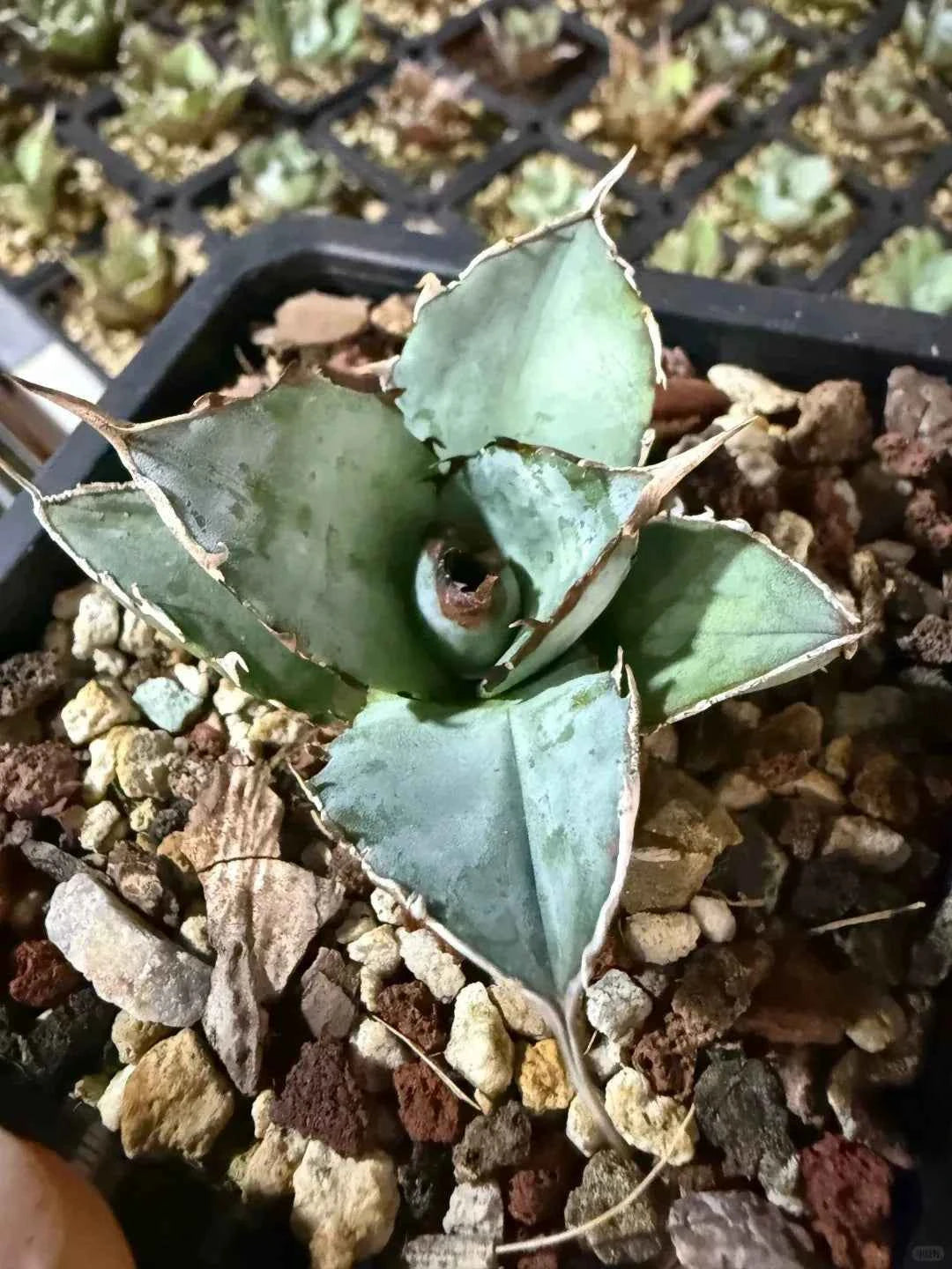 Agave 'Excalibur' succulent with blue-green spiky leaves in a pot