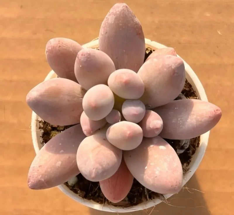 Pink succulent rosette in small white round pot with visible soil
