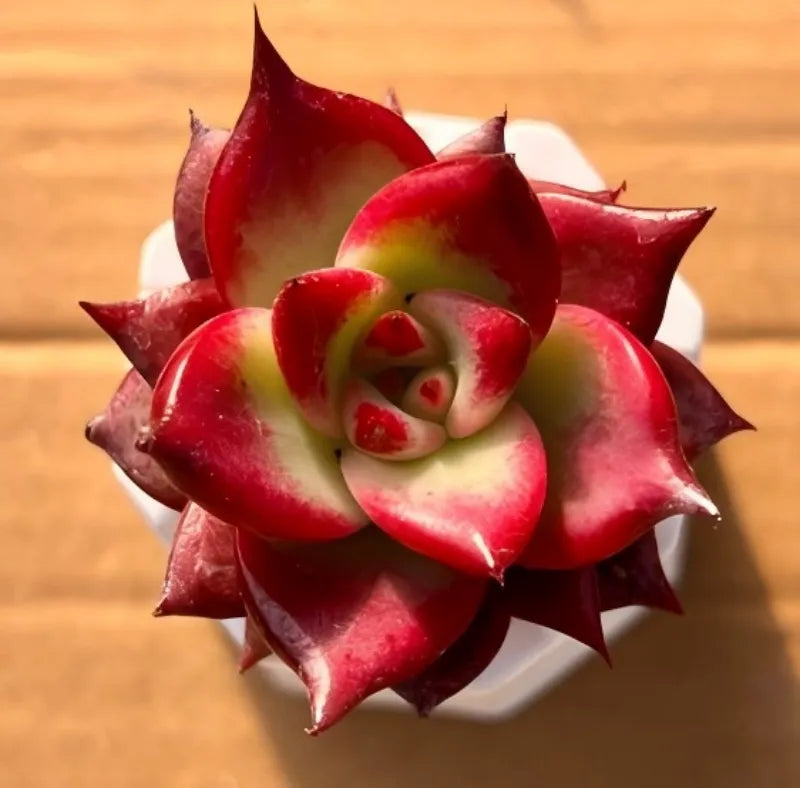 Red and green succulent rosettes in small white pot