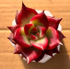 Red succulent rosette plant in small white pot