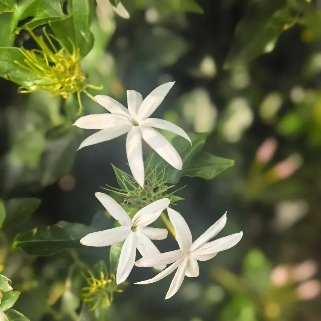 White jasmine flowers with star-shaped petals and green leaves on a stem