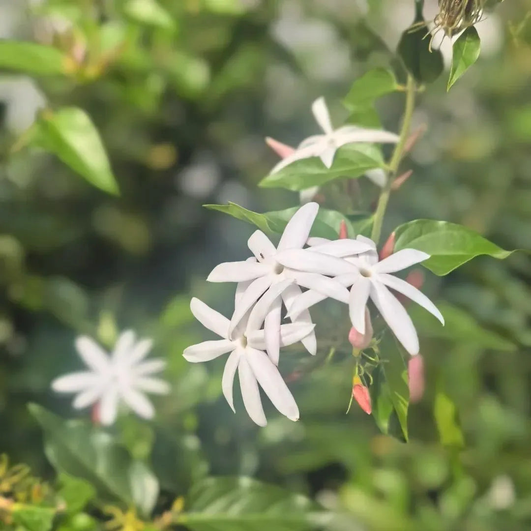 Cluster of white jasmine blooms and small buds with glossy green leaves