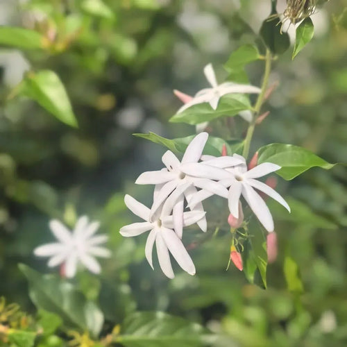 Cluster of white jasmine blooms and small buds with glossy green leaves