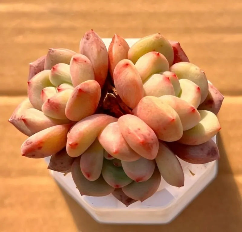Succulent rosettes in white hexagonal pot, pink-tipped leaves in a 2-inch size