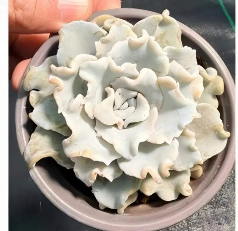 White Echeveria succulent rosette in a gray pot, cupped by a hand