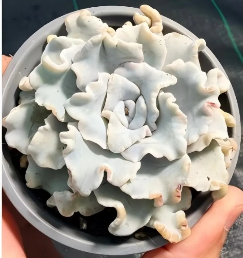 White Echeveria succulent rosette viewed from above in a gray pot