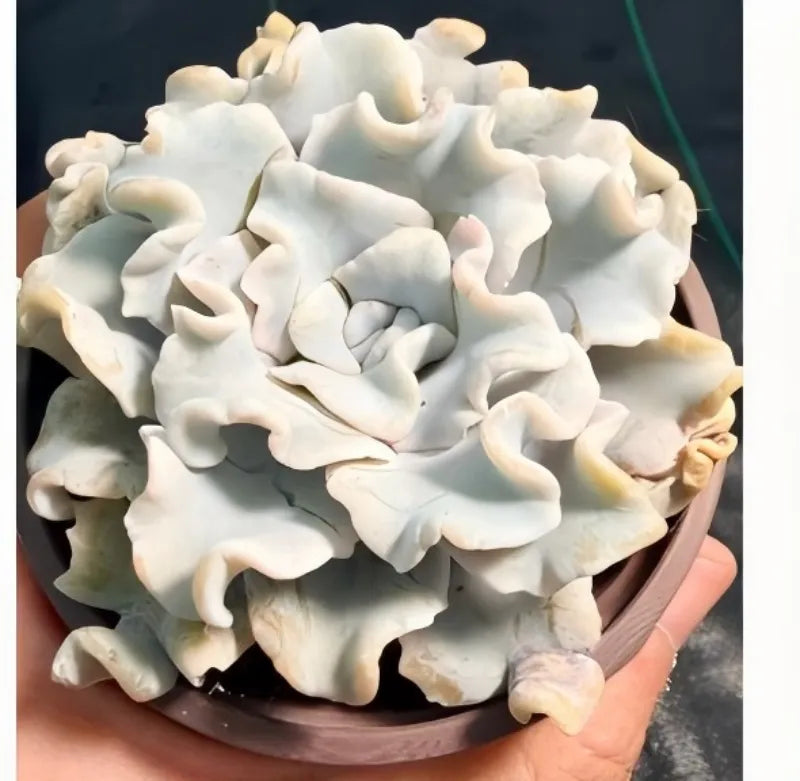 White Echeveria succulent rosette in a gray pot, angled view in hand