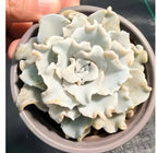 White Echeveria succulent rosette in gray pot, full view in hand