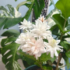 Belle of India Jasmine with white clustered blooms and green foliage