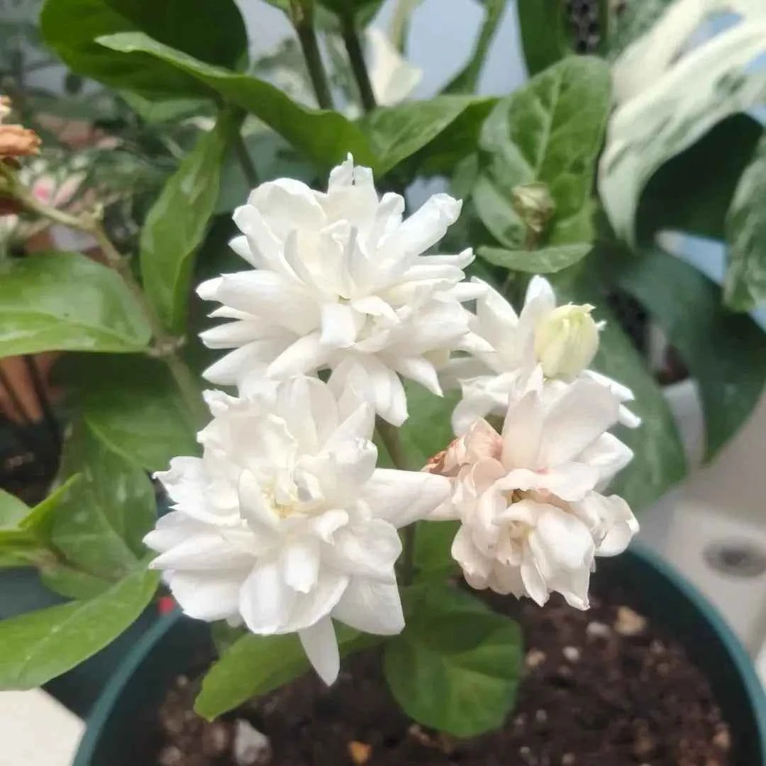 Belle of India Jasmine with white double blossoms and green leaves