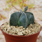Bishop's Hat Cactus - 3'' mysoilsong