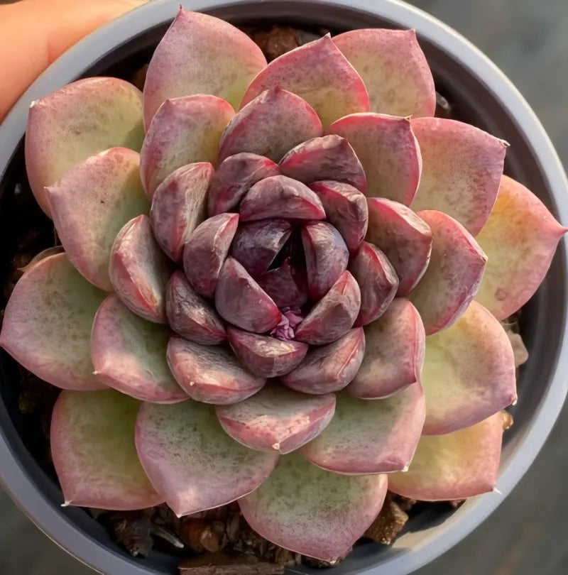 Succulent in 4-inch pot with tightly curled pink-purple rosette leaves