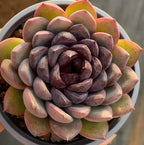 Succulent in 4-inch pot with green outer leaves and deep purple center