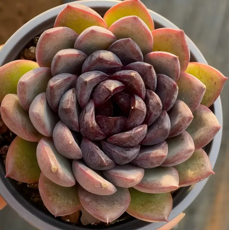 Succulent in 4-inch pot with green outer leaves and deep purple center