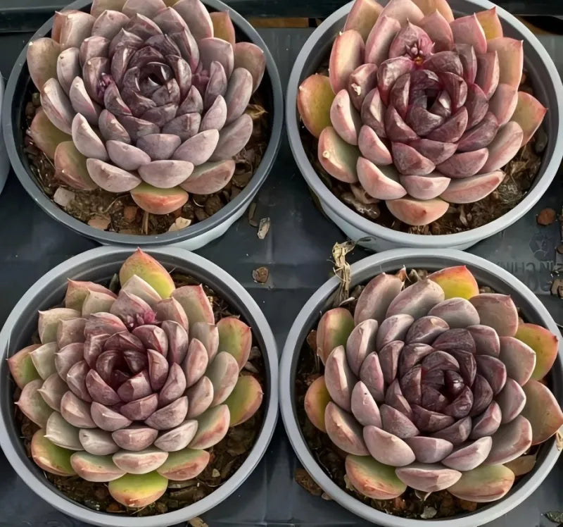 Set of four succulents in 4-inch pots with purple centers and pale pink leaves