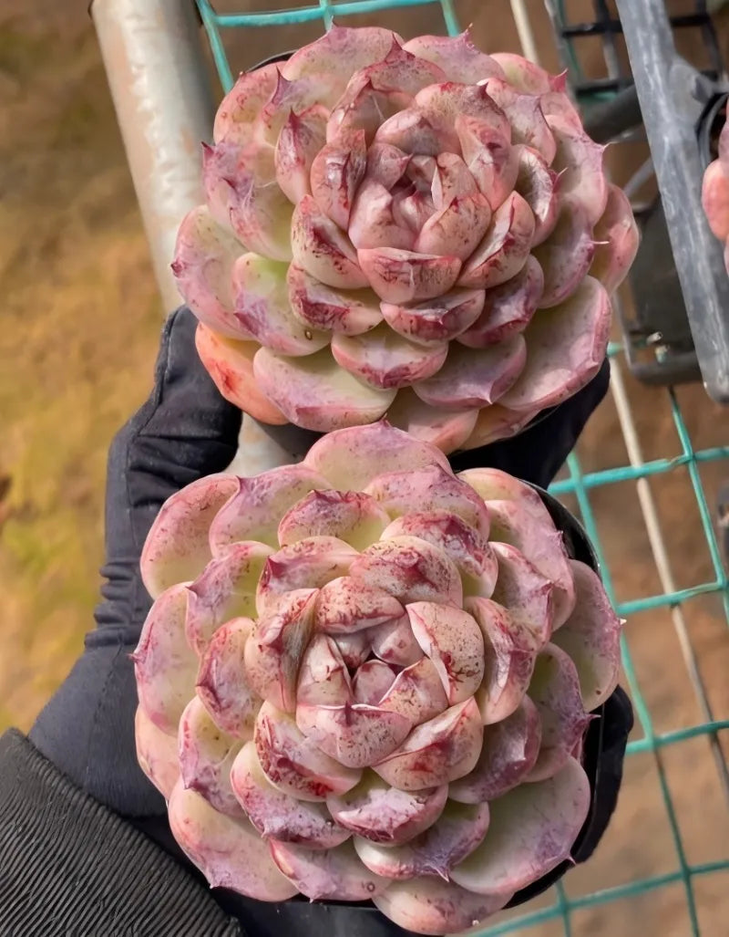 Two 3 in potted rosette succulents with pink and red speckled petals