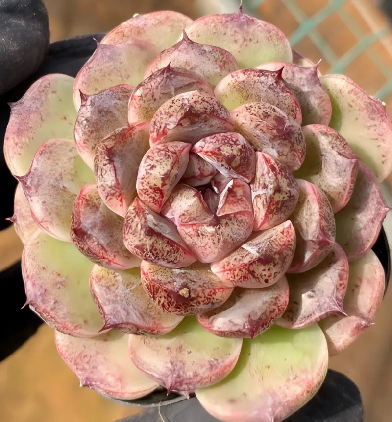 3 in potted rosette succulent in pink, cream, and red speckled petals