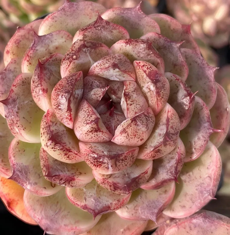 3 in potted rosette succulent close-up with pink and red speckled petals