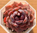 Succulent in 2-inch pot, red and blue rosette leaves