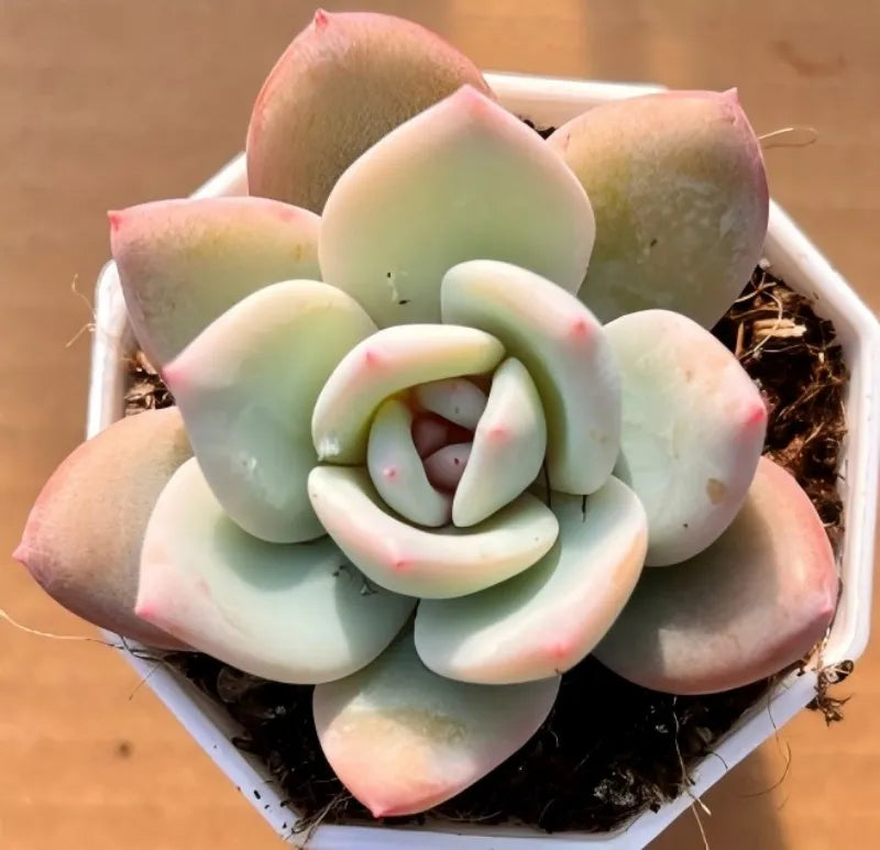 Blue Jade milk succulent in small pot, pale blue-green rosette with pink edges