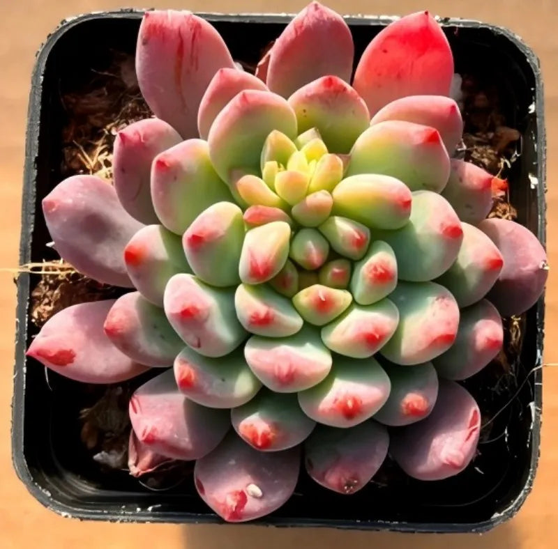 Succulent plant in black 2-inch pot with pink-edged light green leaves