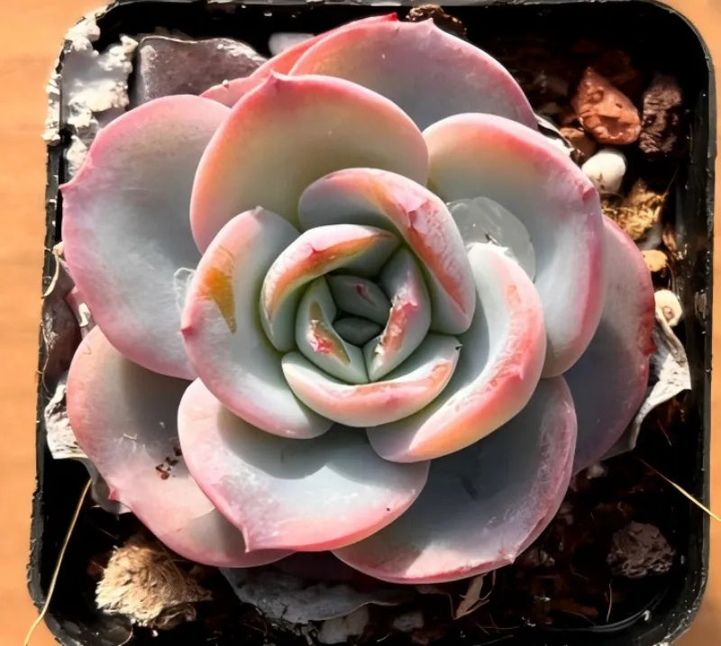 2-inch pot succulent, pink and pale green rosette