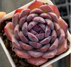 Blueberry 2-inch succulent close-up, pink and purple rosette leaves in white pot