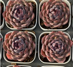 Blueberry 2-inch succulent in white pots, pink-purple rosette leaves