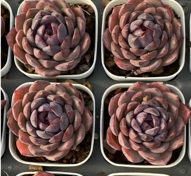 Blueberry 2-inch succulent in white pots, pink-purple rosette leaves