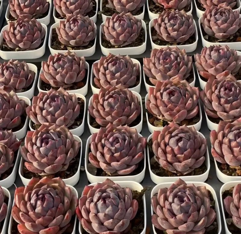 Blueberry 2-inch succulent in multiple white pots, tightly layered rosette