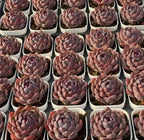 Blueberry 2-inch succulent in multiple white pots, tightly layered rosette