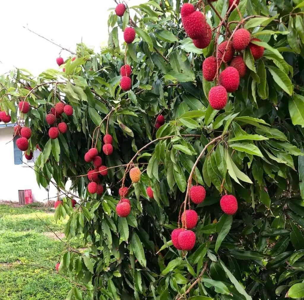 Brewster Lychee Tree - 1.5ft. Tall Bare Root mysoilsong