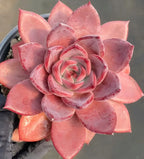 4-inch potted succulent close-up of a central pink rose-like rosette