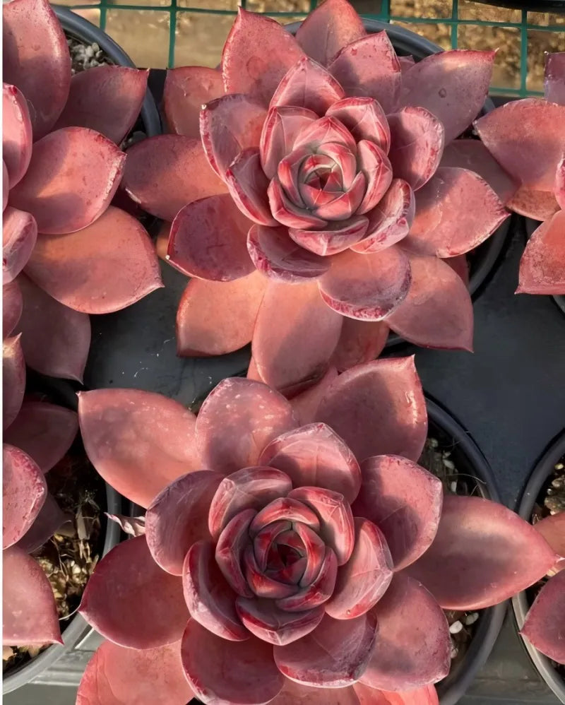 4-inch potted succulent with rose-like pink leaf rosettes