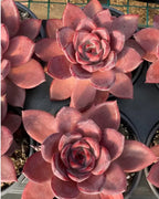 4-inch potted succulent with rose-like pink leaf rosettes