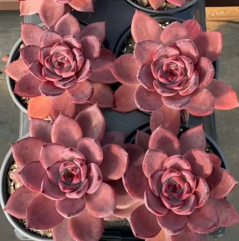 4-inch potted succulent set with multiple rose-like pink rosettes
