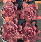 4-inch potted succulent set with multiple rose-like pink rosettes