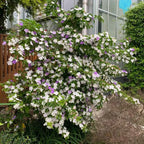 Brunfelsia pauciflora shrub with white and purple flowers, dense leafy branches