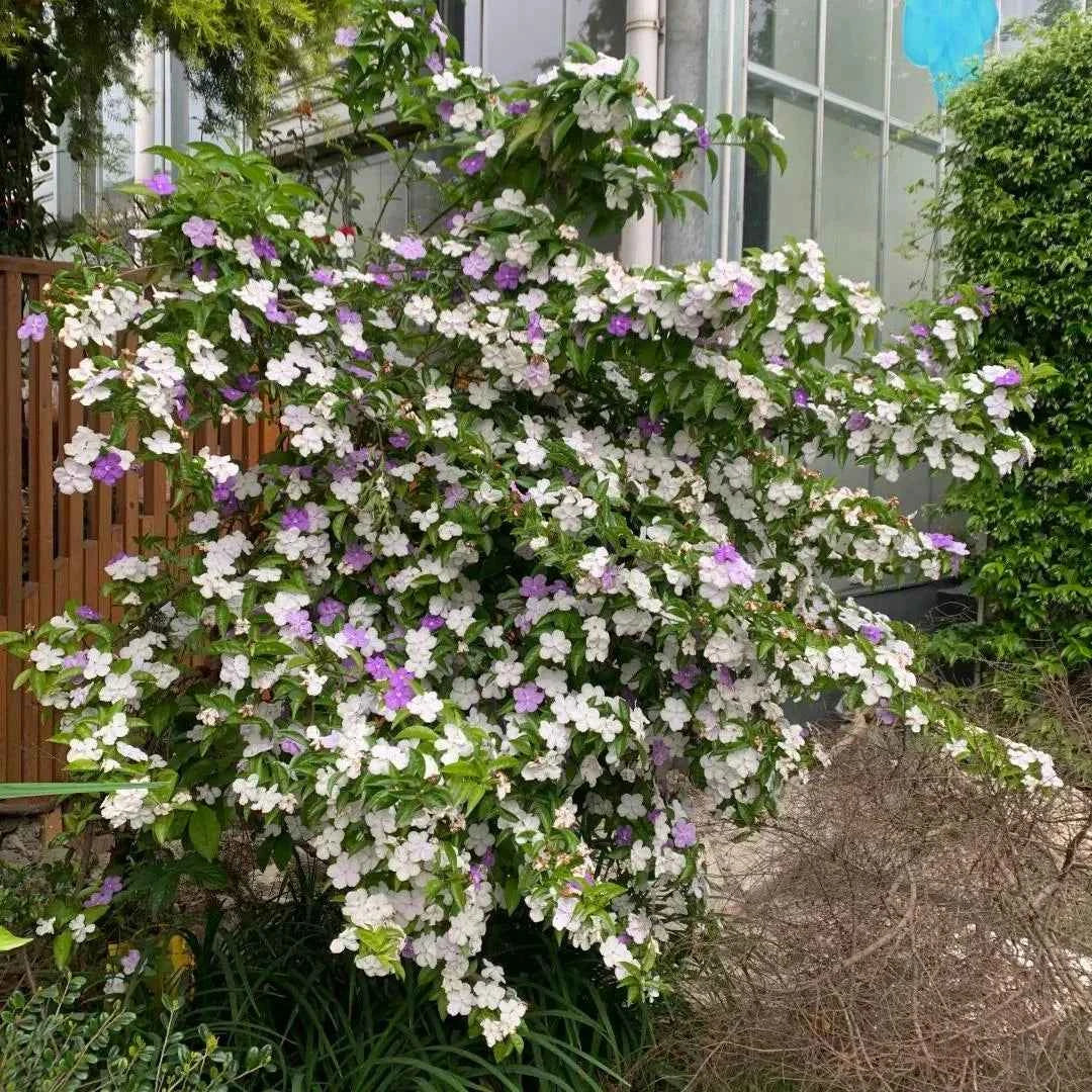 Brunfelsia pauciflora shrub with white and purple flowers, dense leafy branches