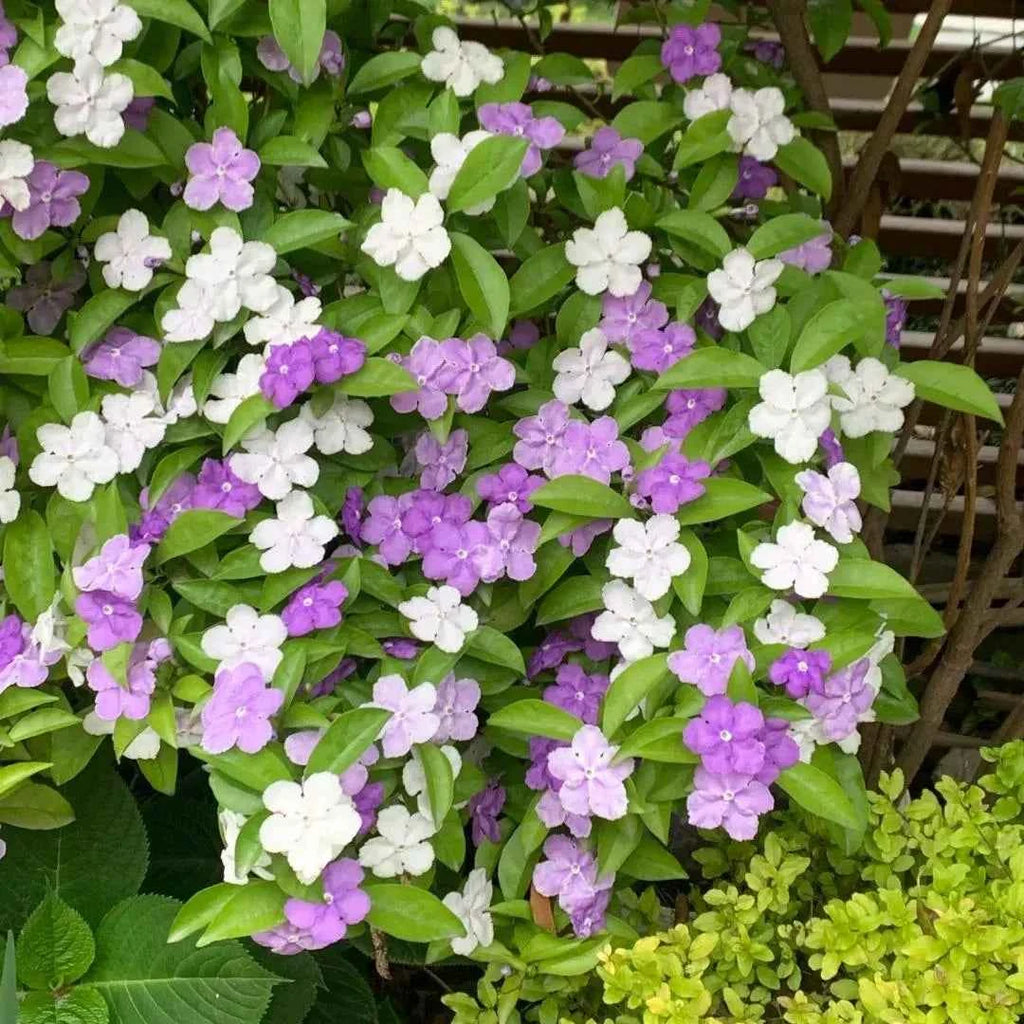 Brunfelsia pauciflora shrub with clusters of white, purple, and lilac blooms