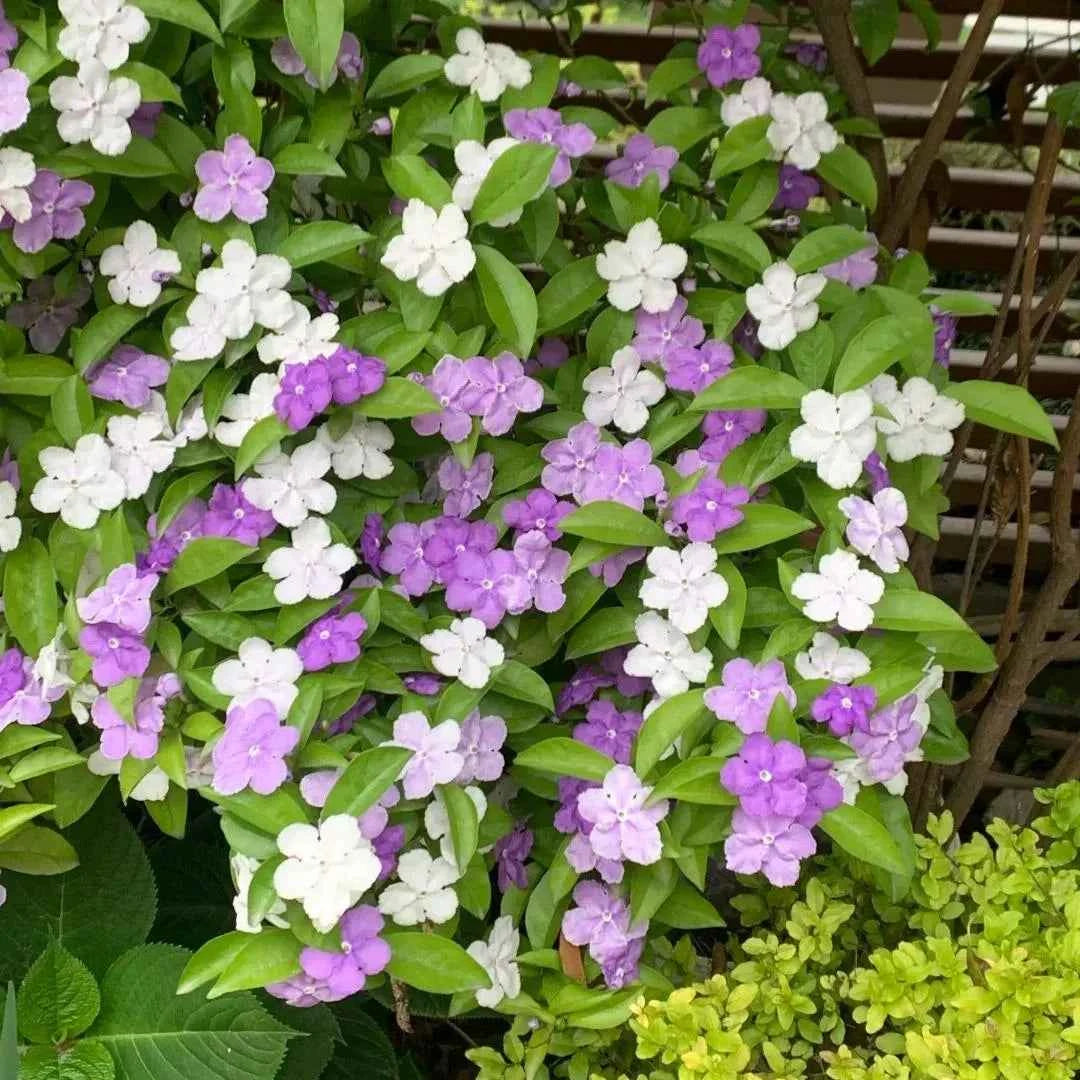 Brunfelsia pauciflora shrub with clusters of white, purple, and lilac blooms