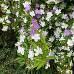 Brunfelsia pauciflora shrub with mixed white and purple flower clusters and green leaves
